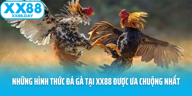 Những hình thức đá gà tại XX88 được ưa chuộng nhất